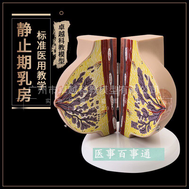 哺乳期乳房模具乳房解q剖模型催乳师培训乳房演示模型乳腺月嫂培