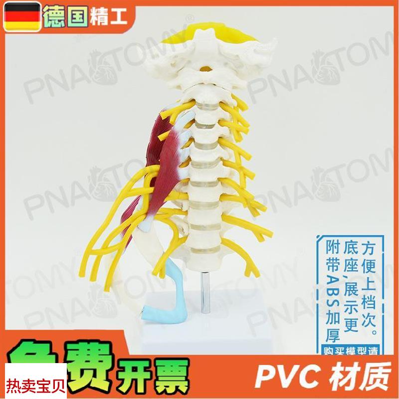 德国】人体颈椎肌肉神经骨骼解剖A模型动脉枕骨椎间盘医学骨科疼