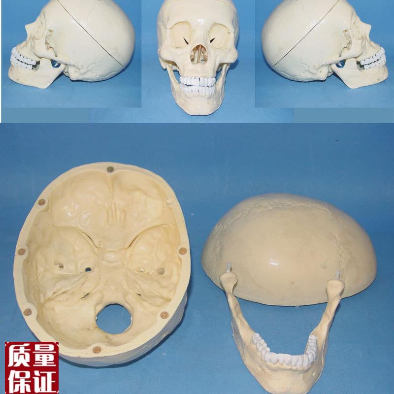 中型头骨模型人体骨骼u拼装模型益智玩具人体骨架骷髅模