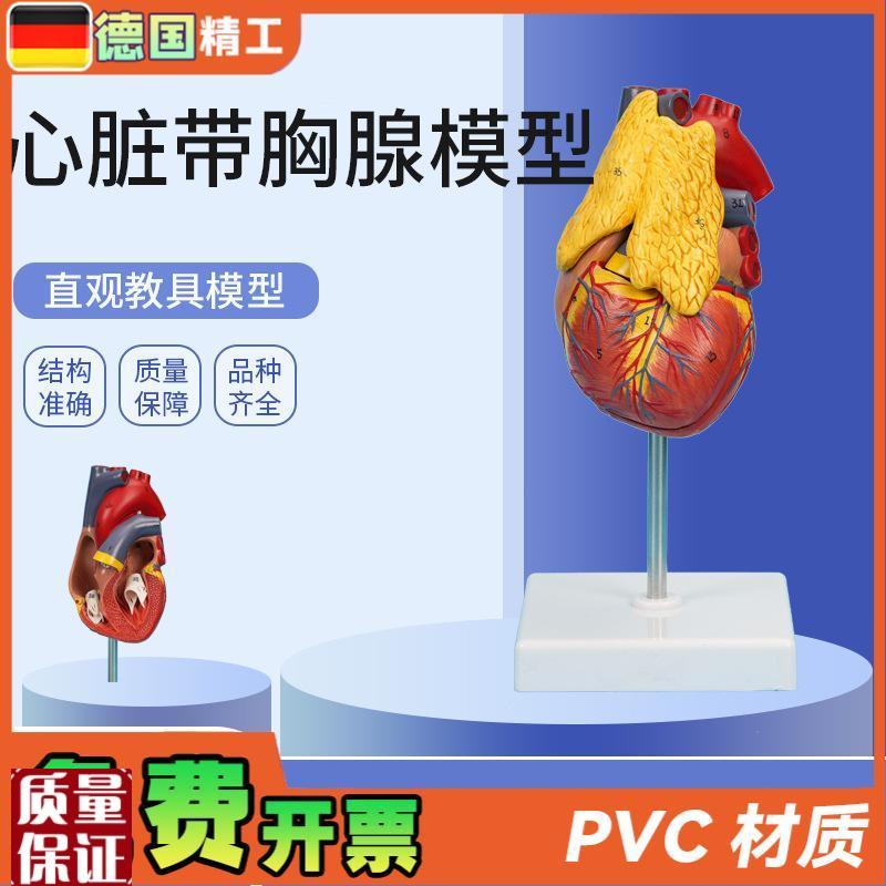 德国】PNT-0k401心脏带胸腺模型3部件可拆卸教学模型仿真心脏带