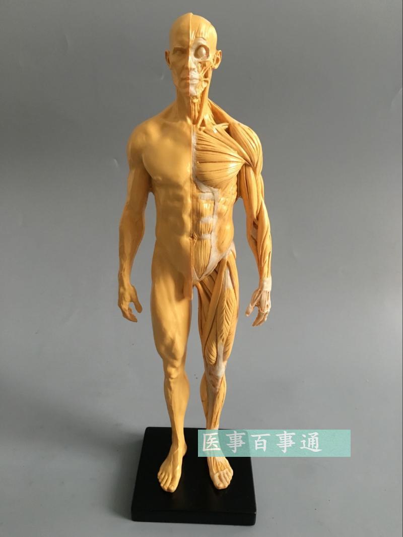 30cm艺用人体模l型 肌肉骨骼解剖人体结构美术模型 CG绘画雕塑教