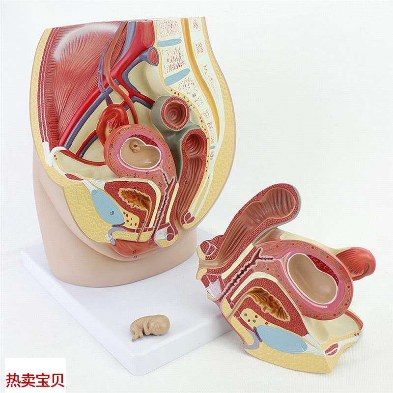 ENOVO颐诺女性盆腔解剖模型生B殖泌尿子宫胚胎儿妇产科医学用教学