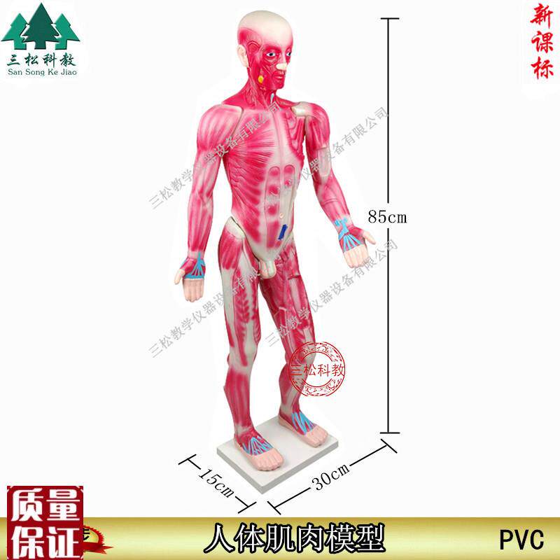 3321c9人体肌肉模型85CM生物器材pvc教学仪器保证正