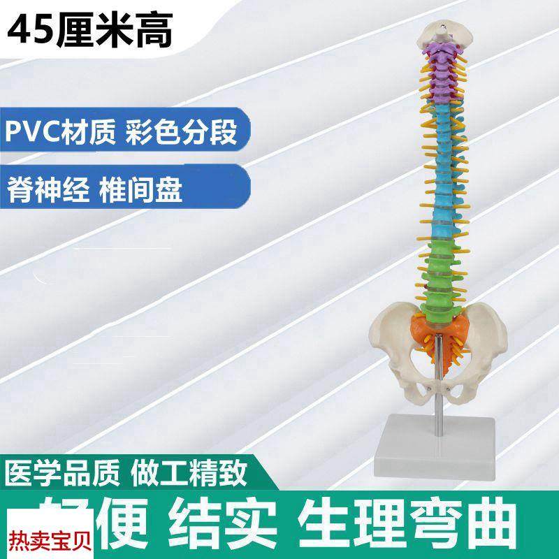 45厘米高脊柱模型彩色脊椎骨盆腿骨便携式L健身瑜伽培训用正骨推