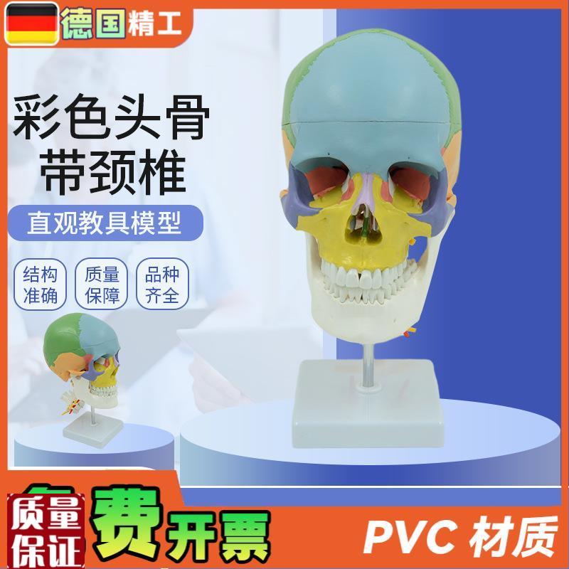 德国】人体彩色头颅骨带颈椎脊神经G模型仿真头骨颅骨骷髅骨教