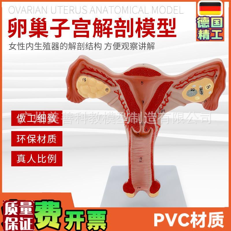 双侧卵巢子宫模型m人体女性生殖子宫解剖阴道卵巢教学妇科生殖