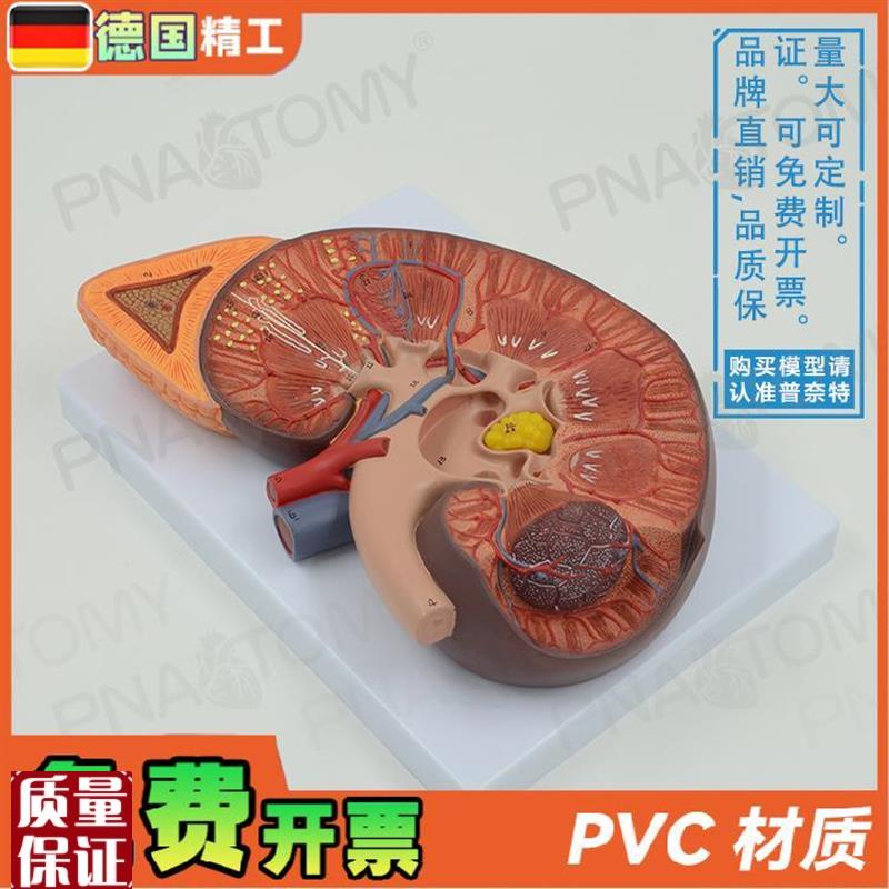 德国】人体肾脏内m脏结构肾上腺解剖放大模型泌尿生殖系统男科