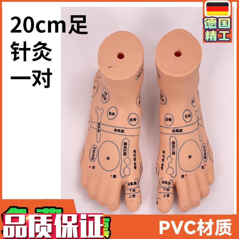 超清晰19CM足部反射区模型z人体穴位教学脚模针灸推拿按摩穴位