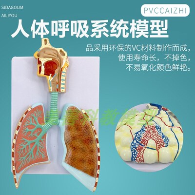 人体呼吸b系统浮雕模型 肺泡肺叶支气管 口鼻咽喉 呼吸科教学模型