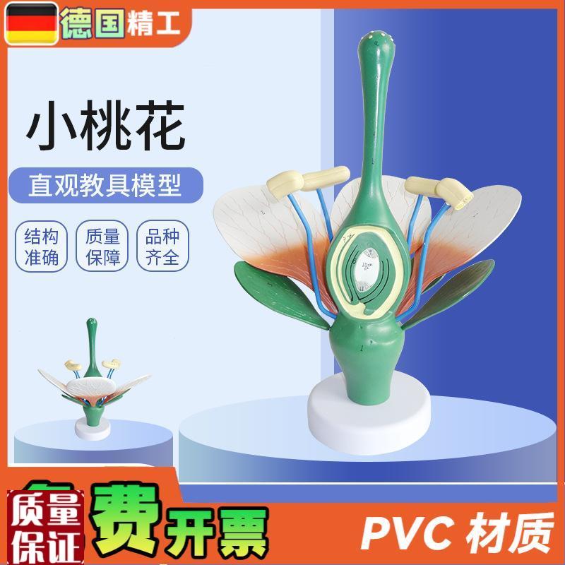 德国】桃花双子叶花绿色花蕊植物构造I放大结构解剖模型生物教学