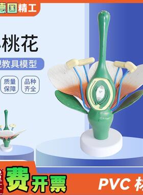 德国】桃花双子叶花绿色花蕊植物构造I放大结构解剖模型生物教学