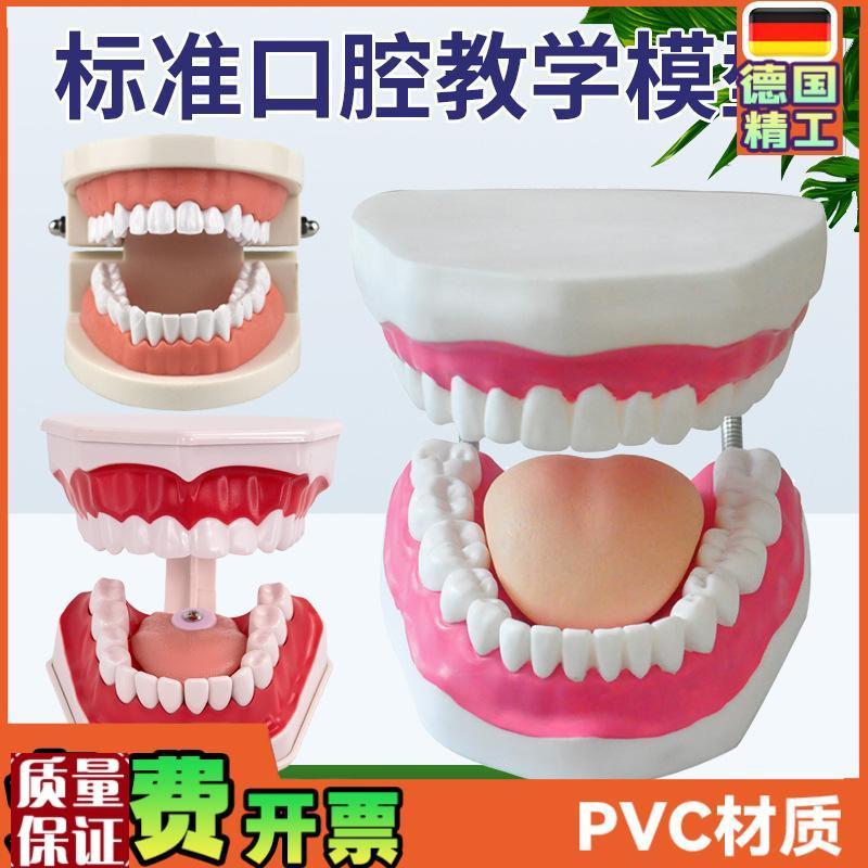 口腔模型牙齿模型l幼儿园教具儿童刷牙玩具牙齿牙科模型假牙模