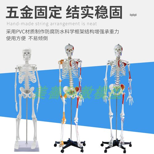 85cm170cm人体p骨骼模型骨架可拆卸 人体脊柱模型仿真小白骷髅标