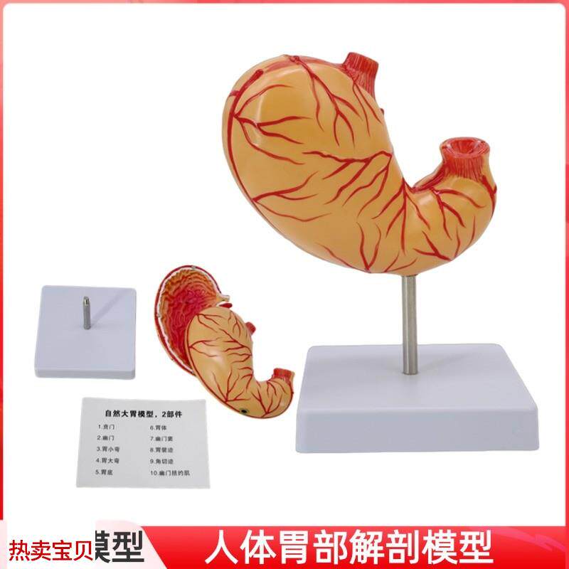 自然大胃模型仿真拆卸2部件w胃粘膜消化系统胃血管神经肌肉医生用