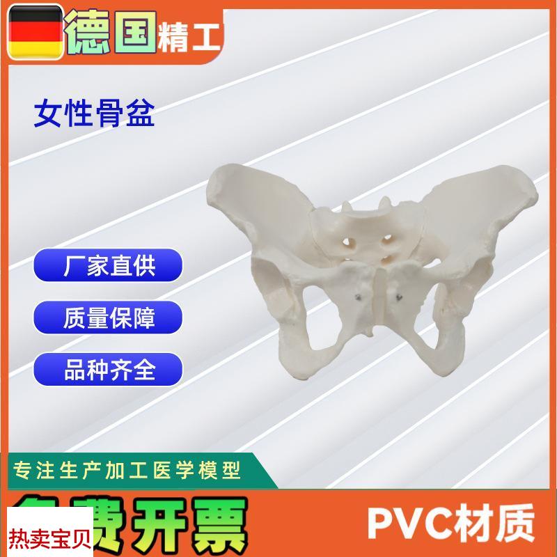 女性骨盆c模型盆腔器官骨骼解剖结构造教学仿真女性骨骼模型