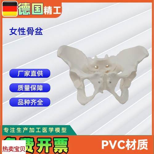 女性骨盆c模型盆腔器官骨骼解剖结构造教学仿真女性骨骼模型