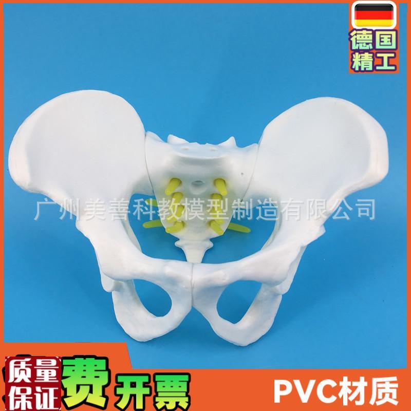 小型女性骨e盆妇科检查模型骨盆标本骨盆演示模型女性盆骨模