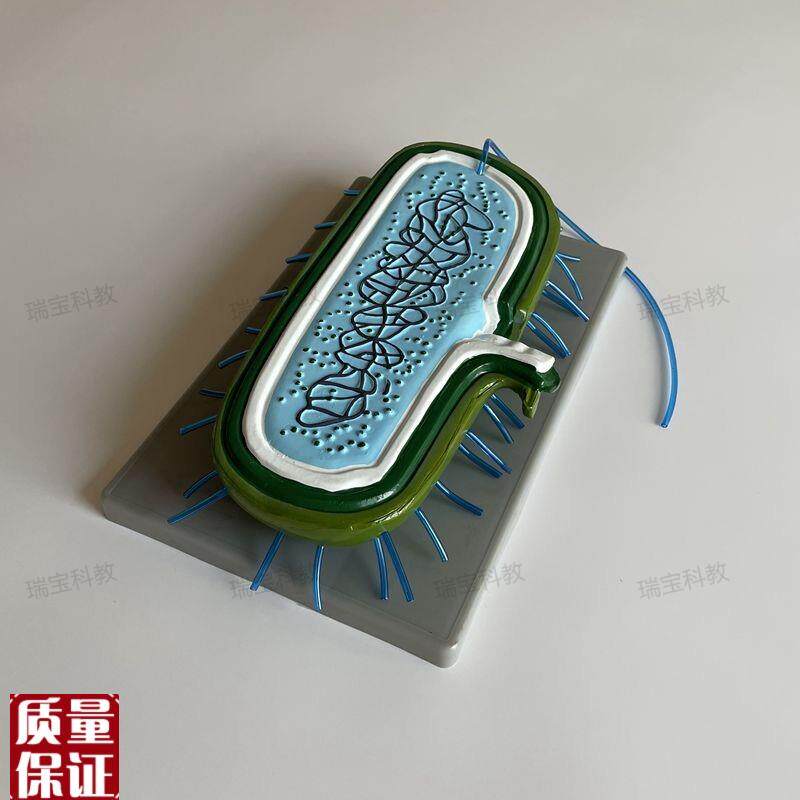 细菌模型细胞壁鞭毛单细胞微生物球N菌杆菌螺形菌生物教