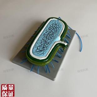 细菌模型细胞壁鞭毛单细胞微生物球N菌杆菌螺形菌生物教