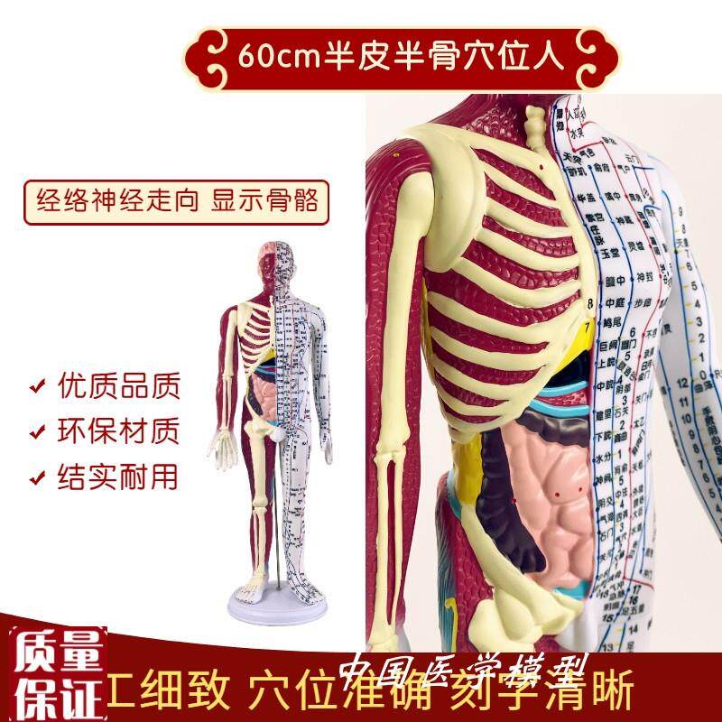 高级60cmf人体针灸穴位模型半肌肉骨骼内脏中医十二经络图解剖模