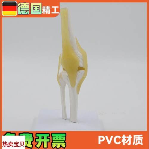 小型膝关节模型可弯曲韧带医学礼品人体骨骼解剖S教具股骨康复骨