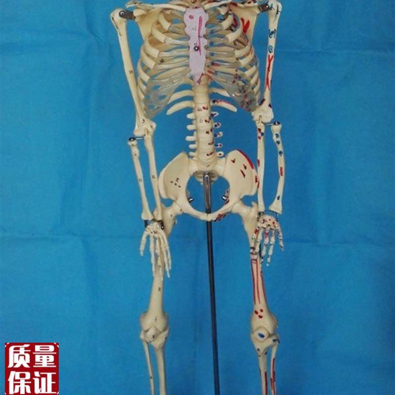 85CM人体骨骼模型肌肉起止点数字编码骷Q髅骨架模型医用人