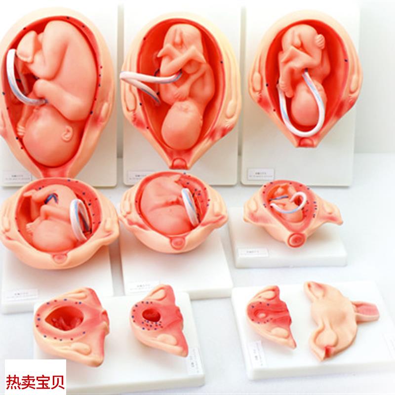ENOVO颐诺妊娠胚胎发育模型胎儿发E育过程模型10部件版人体组织胚