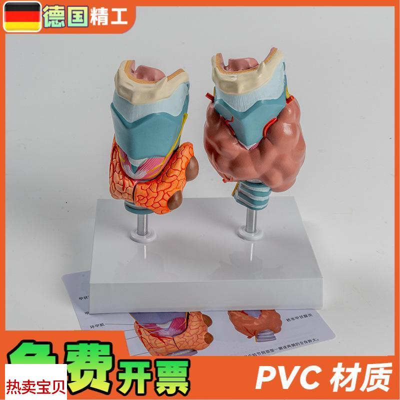德国】人体病理甲状腺模型甲亢甲低内分泌系统医学解剖.甲状腺喉
