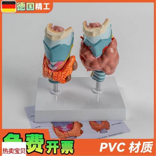 德国】人体病理甲状腺模型甲亢甲低内分泌系统医学解剖.甲状腺喉