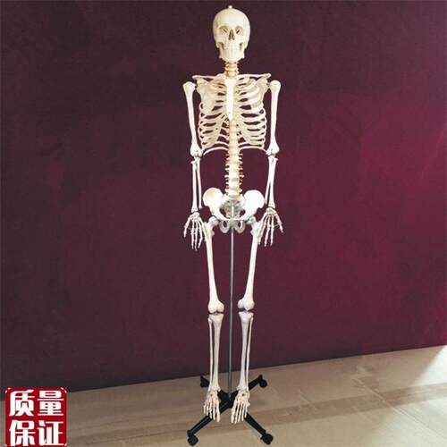 成人骨骼模型176cm高人体仿真骨架关节M活动医用教学美术四肢可