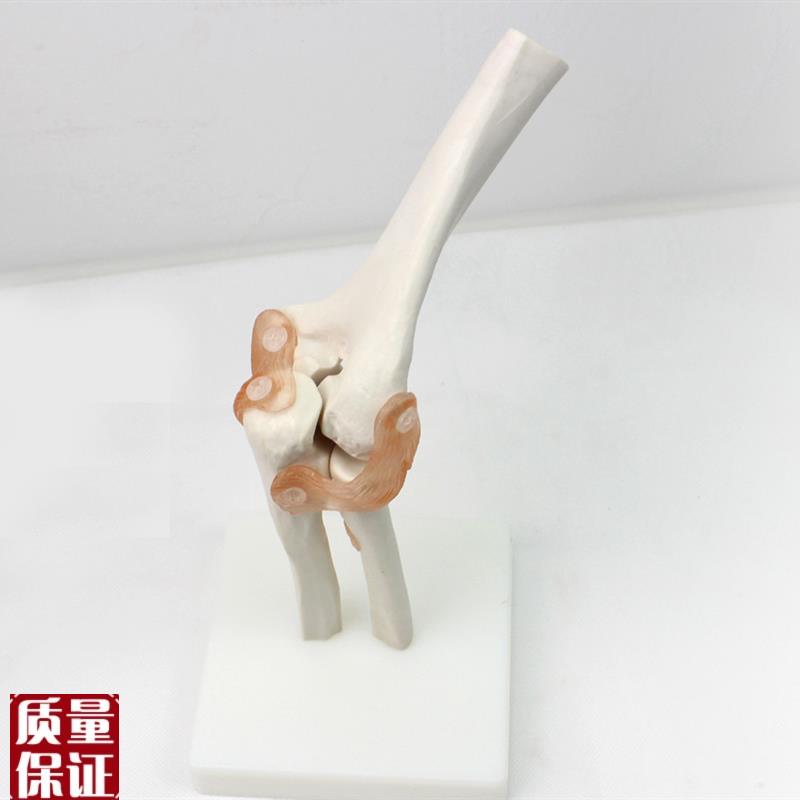ENOVO颐诺医学m肘关节模型桡关节人体骨骼标本六大关节教具健康