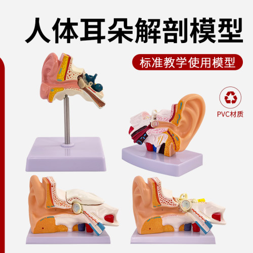 耳模型桌上型耳解剖模型外t中内耳部听觉系统器官耳朵构造教学医