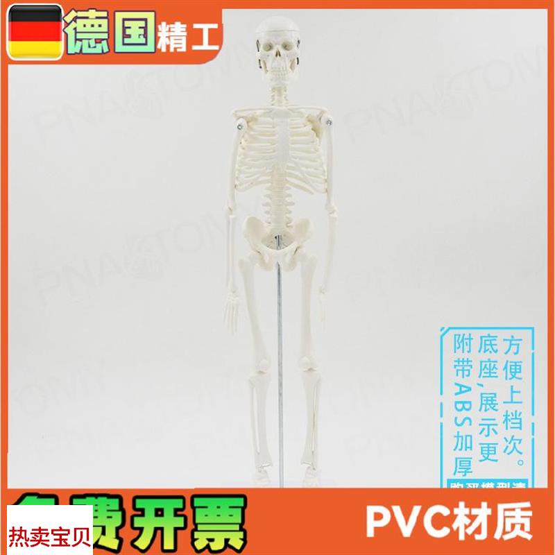 45cm人体全身骨p骼模型仿真骷髅骨架小白可活动瑜伽美术骨科