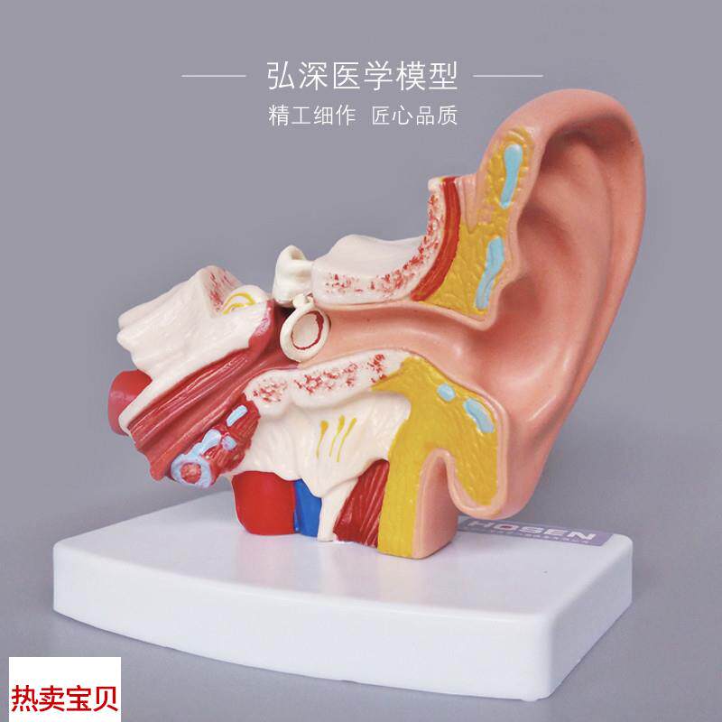 耳朵模型人体器官解剖结构耳道采耳外中内听觉幼儿U童医学教学模