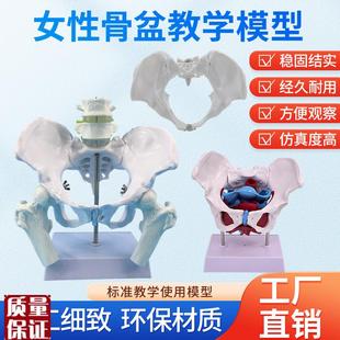 产后康复可活动骨盆模型骶骨髋B骨女性可弯曲人体骨骼解剖盆底肌