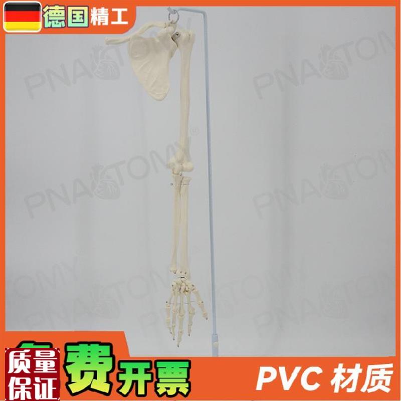 德国】人体上肢骨胳膊手臂骨锁z骨肩胛骨肱骨尺骨桡骨骨骼模型骨