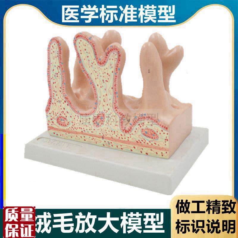 肠绒毛模型消化道结构小肠内b壁黏膜肠壁放大医用解剖教学组