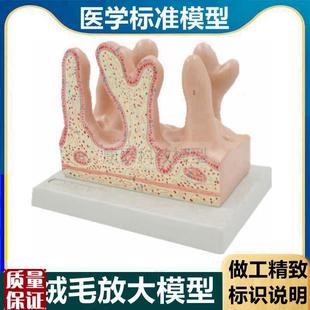 肠绒毛模型消化道结构小肠内B壁黏膜肠壁放大医用解剖教学组