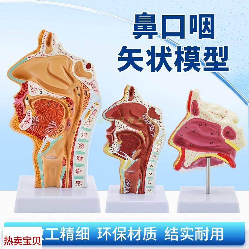 人体鼻腔口腔咽喉解剖模型w鼻咽腔口咽腔喉咽腔耳鼻喉科模型,玩具/童车/益智/积木/模型,其他模型玩具,淘宝优惠券,粉丝福利购,淘宝优惠卷