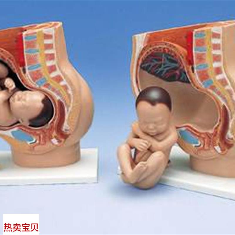 女性妊娠矢状解剖模型(附胎儿)C(4件)人体医学用教学训练标本