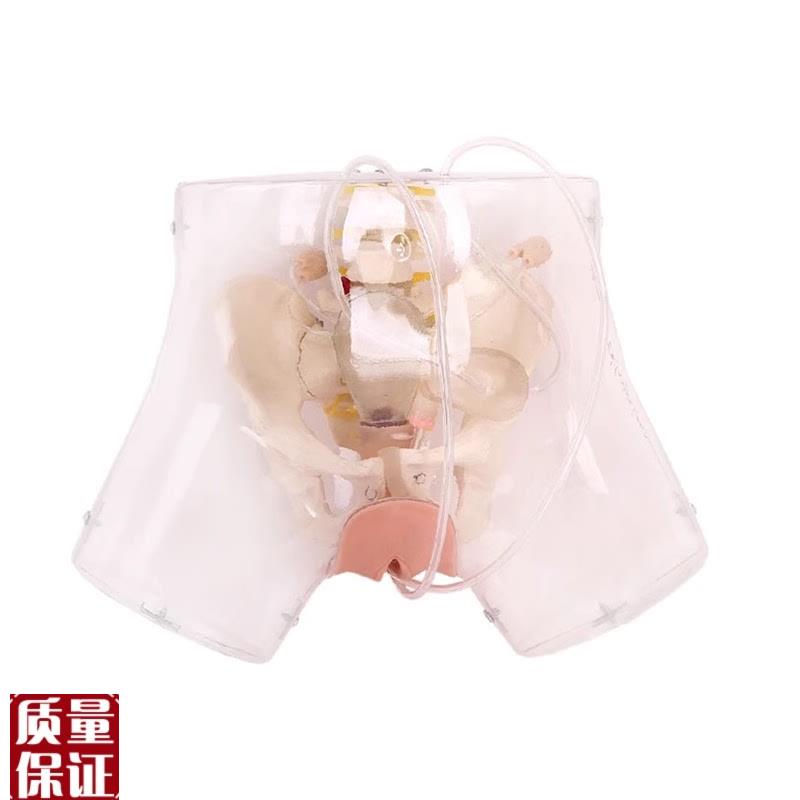 高级透明刮宫模型透明刮宫教H学模型女性计划生育模