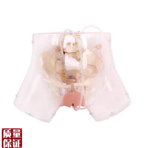 高级透明刮宫模型透明刮宫教H学模型女性计划生育模