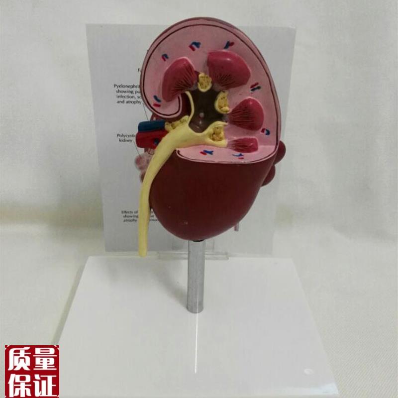 狗肾脏病态健康解剖模型犬肾脏解剖模型宠N物教学教具医学教仪模
