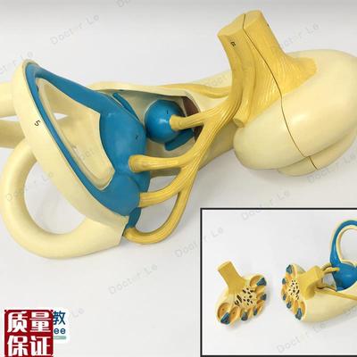内耳放大模型内耳迷路w放大模型生物教学模型教学演
