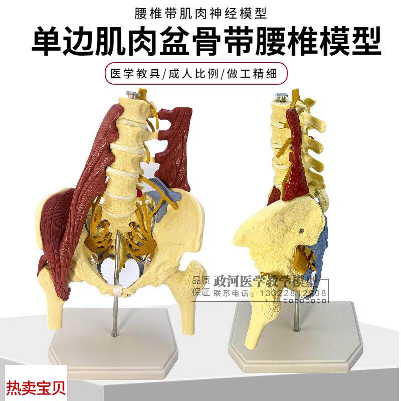 人体腰椎带骨盆肌肉模r型盆骨腰间盘突出产妇盆底肌修复演示教学