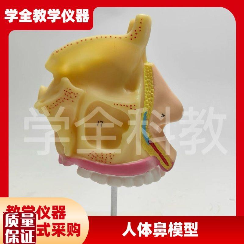 人体鼻腔c解剖模型鼻部医学鼻子教学耳鼻喉科口腔组织咽喉结构模