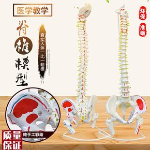 正骨彩色椎c体人体脊柱模型人体骨骼模型大脊椎成人1:1带胸椎骨