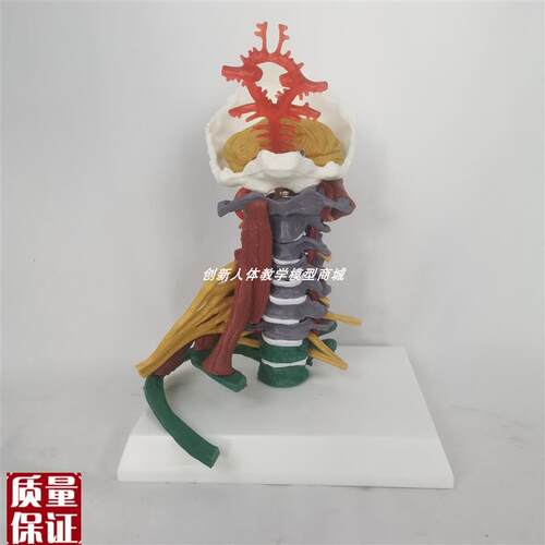 人体一比一颈椎带彩色s区分肌肉神经椎间盘模型医用教具推拿按