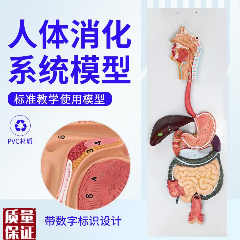 人体消化系统模型消化道胃冠状剖面鼻咽喉U大小肠胃解剖模