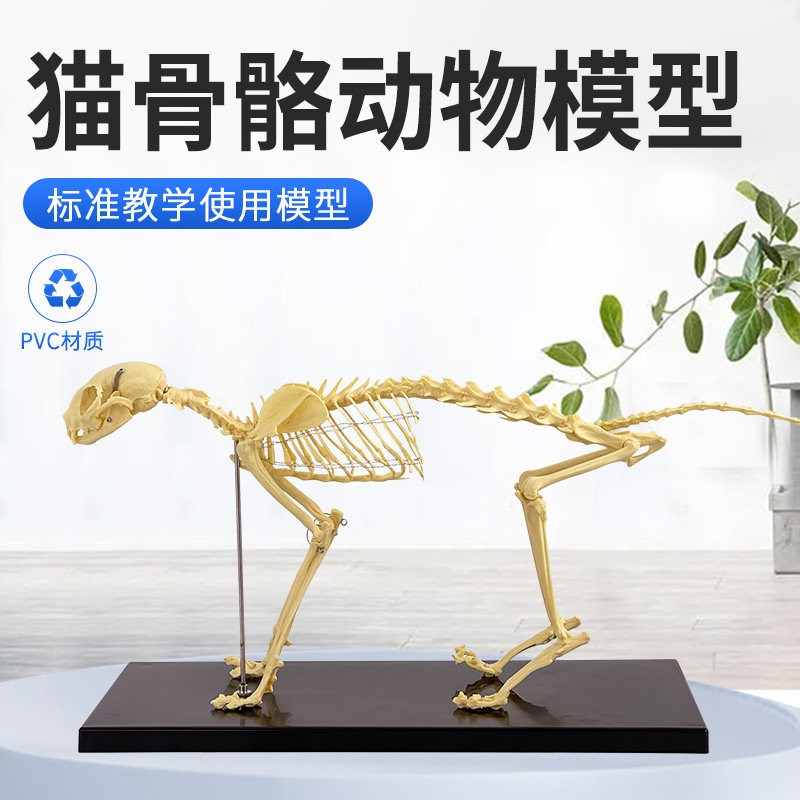 猫全身骨骼模型 动物骨头骨架 仿真猫骨标本宠物医院W兽医教具演